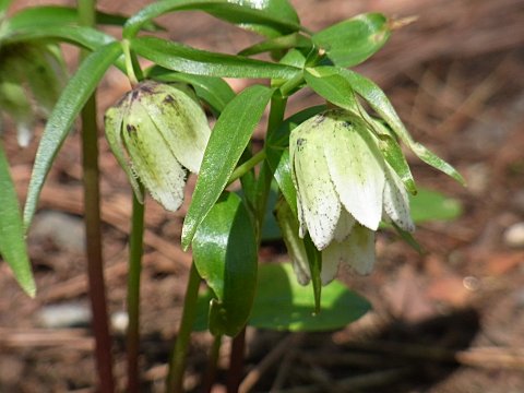 �R�V�m�R�o�C��