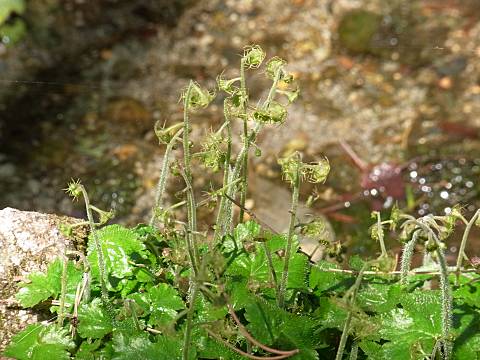 コチャルメルソウ