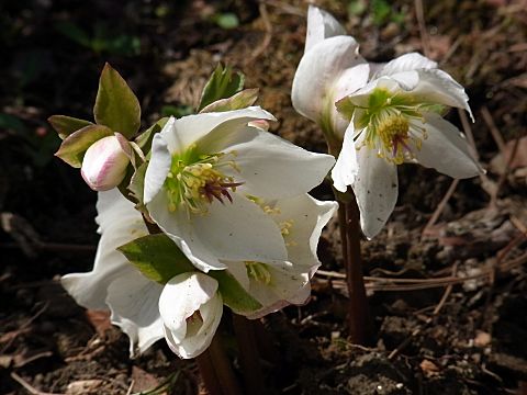 レンテンローズ