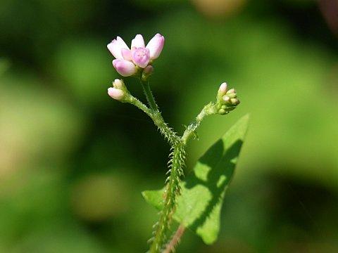ママコノシリヌグイ
