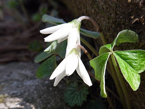 ミヤマカタバミ
