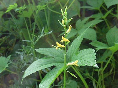 ナガミノツルキケマン