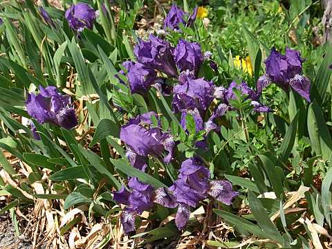 ナンキンアヤメ