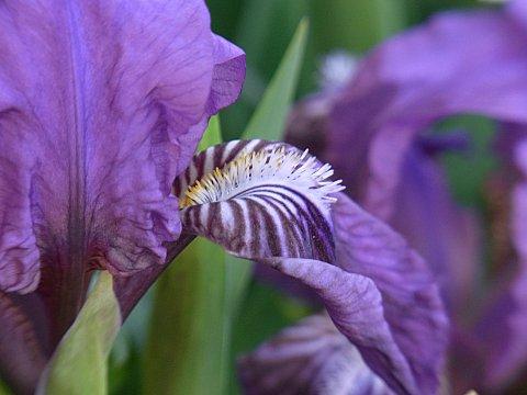 ナンキンアヤメ