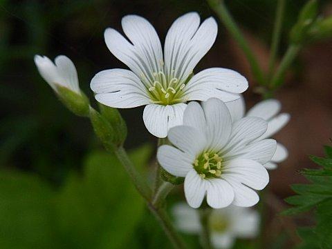 オオバナノミミナグサ