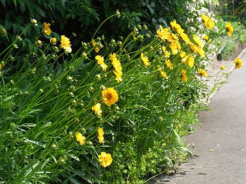 オオキンケイギク