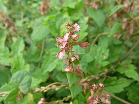 オオツルイタドリ