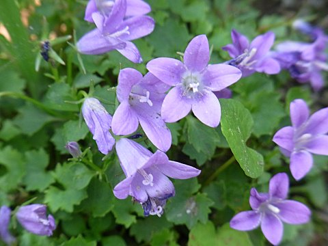 オトメギキョウ