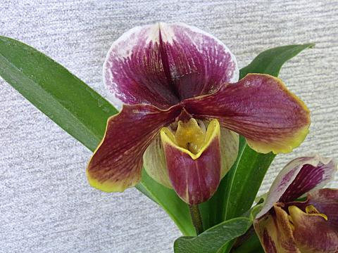 �p�t�B�I�y�f�B�����E�E�B���X�g���`���[�`���h���_�E�^�u���h