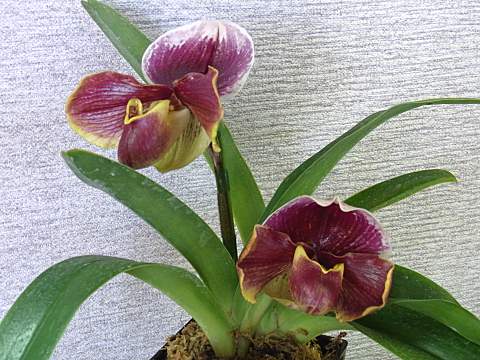 �p�t�B�I�y�f�B�����E�E�B���X�g���`���[�`���h���_�E�^�u���h