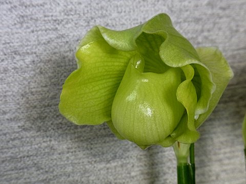 パフィオペディラム