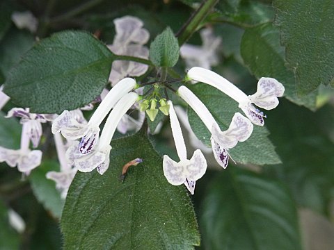 プレクトランサス”ケープ・エンジェル”