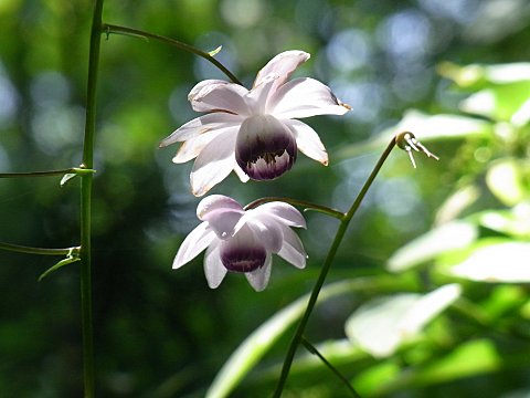 レンゲショウマ