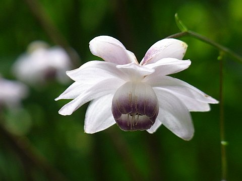 レンゲショウマ