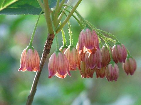 サラサドウダン