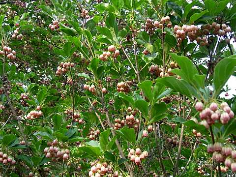 サラサドウダン