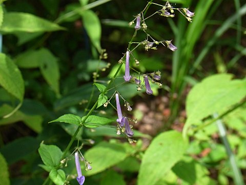 セキヤノアキチョウジ