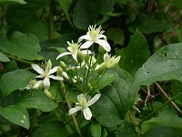 �Z���j���\�E