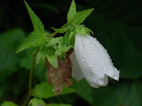 シロバナヤマホタルブクロ