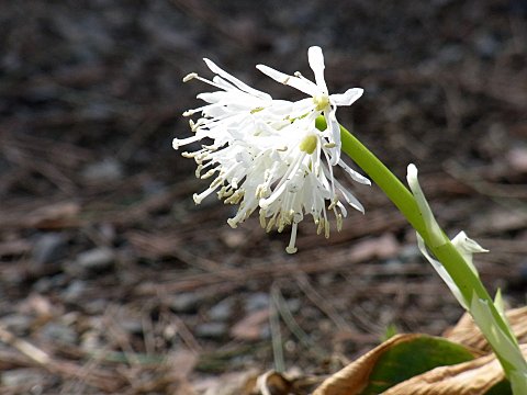 シロバナショウジョウバカマ