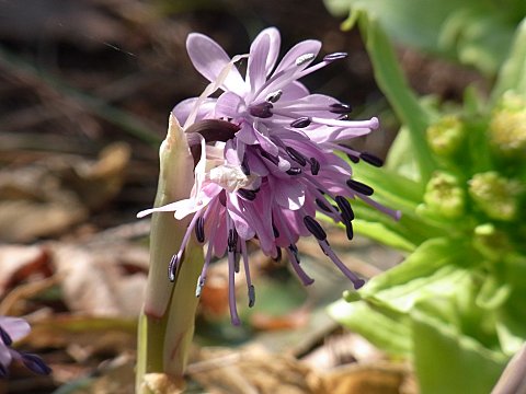 ショウジョウバカマ