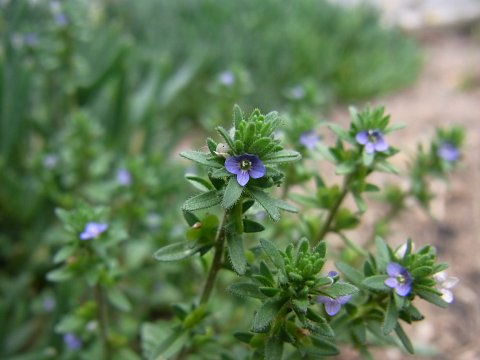 タチイヌノフグリ