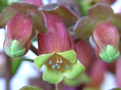 カランコエ‘ウェンディ’