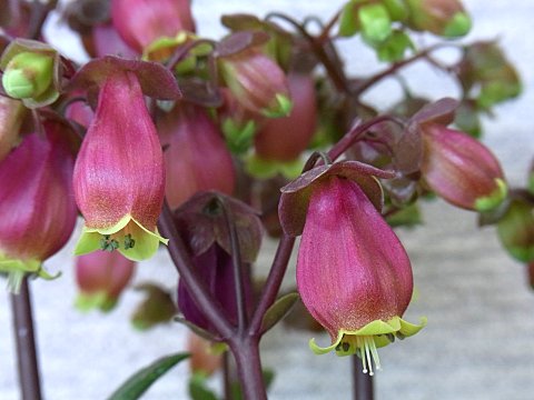 カランコエ‘ウェンディ’