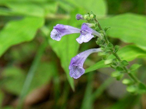 ヤマタツナミソウ