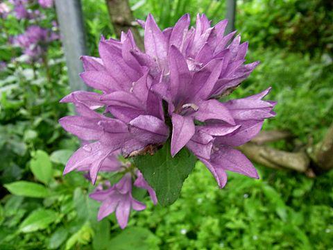 リンドウザキカンパニュラ