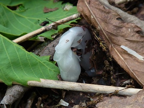 ギンリョウソウ