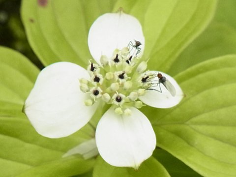 ゴゼンタチバナ