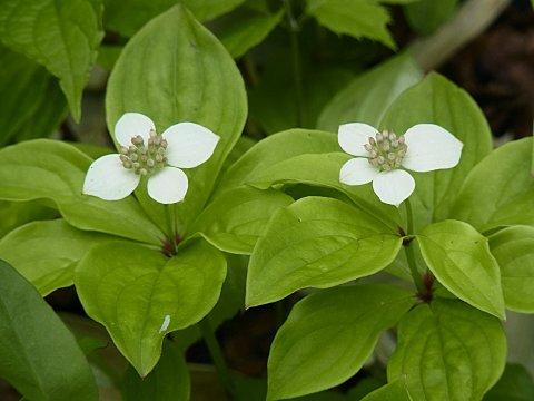 ゴゼンタチバナ