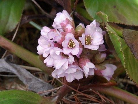 ヒマラヤユキノシタ