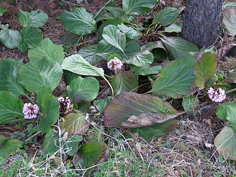 ヒマラヤユキノシタ