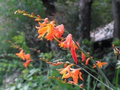 モントブレチア