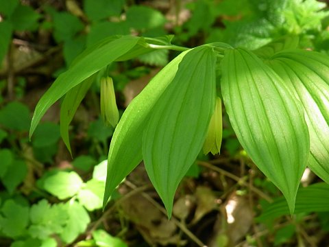 ホウチャクソウ
