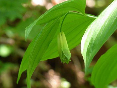 ホウチャクソウ