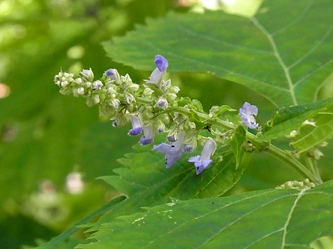 カメバヒキオコシ