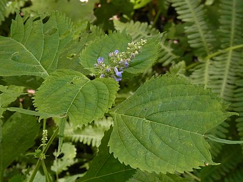 カメバヒキオコシ