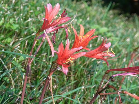 キツネノカミソリ