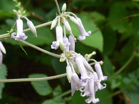 �N�T�{�^��