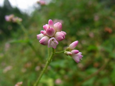 ママコノシリヌグイ
