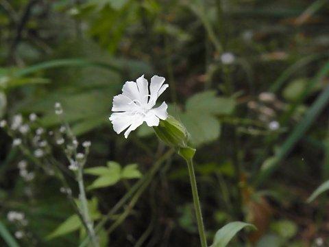 マツヨイセンノウ