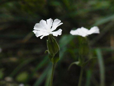 マツヨイセンノウ