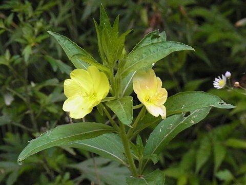 メマツヨイグサ