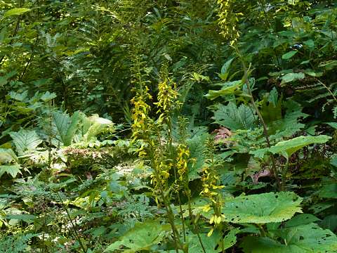 ���^�J���R�E