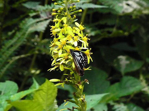 ���^�J���R�E