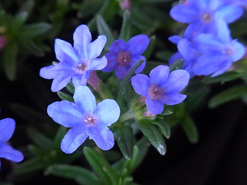 ミヤマホタルカズラ