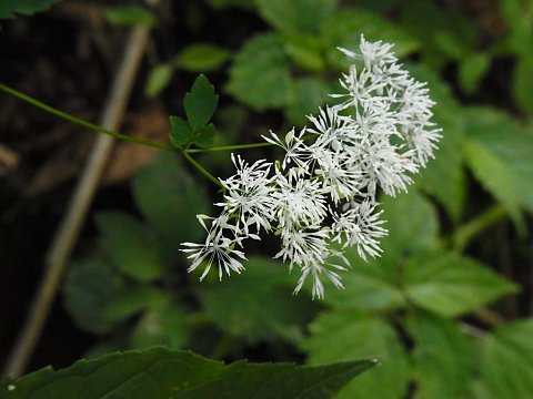 ミヤマカラマツ